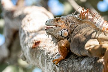 Regal Stillness - The Iguana in Its Natural Throne by Femke Ketelaar