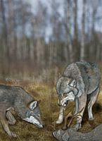 Der Wolf, Canis lupus lupus, mit Beute