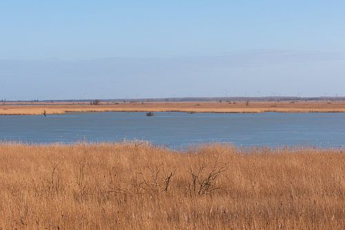 Oostvaardersplassen Flevoland
