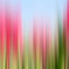 Tulip tincture by Wil van der Velde/ Digital Art