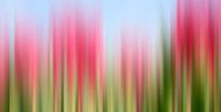 Tulip tincture