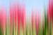 Tulpen tinctuur van Wil van der Velde/ Digital Art