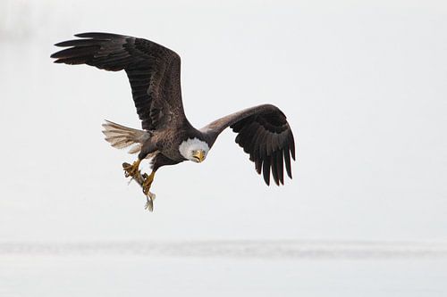 Amerikaanse zeearend vliegend met vis