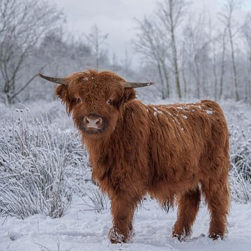 Scottish Highlander in the snow