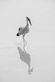 Reflection of Serenity - The Indian Yawner in Monochrome by Femke Ketelaar