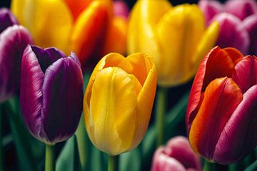 Innovativer Frühling mit bunten Tulpen von De Muurdecoratie