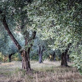 Schöner alter Olivengarten von Simone Karis