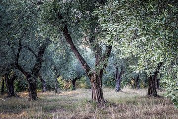 Beautiful Old Olive Garden by Simone Karis