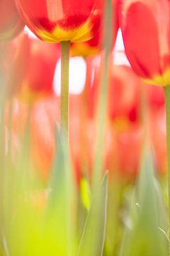 Nederlandse rood/gele tulpen. van Ron van der Stappen