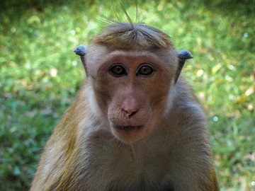 Schau mir in die Augen, Augenkontakt mit einem Affen von Rietje Bulthuis
