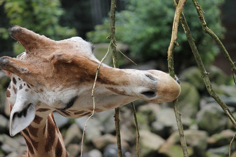 Giraffe by Roy Wellner