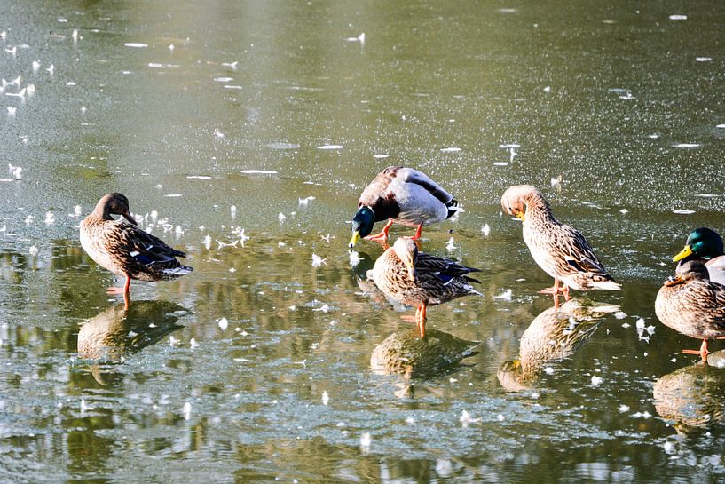Eendenfamilie von melissa demeunier