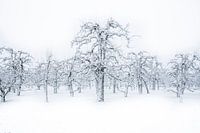 Orchard in winter dress