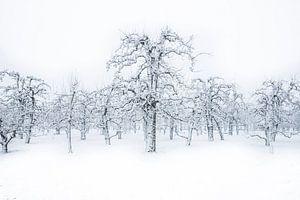 Orchard in winter dress sur Jonathan Vandevoorde