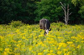 raapzaad grazen van Tania Perneel