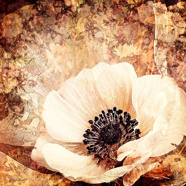 Anemone from before by Helga Blanke