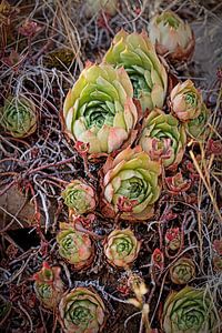 Succulentes sur Rob Boon