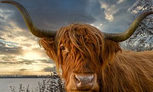 Gros plan sur le Scottish Highlander