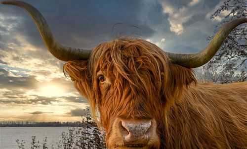 Close-up Schotse Hooglander