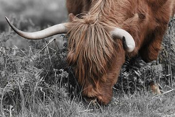 Schottischer Highlander, auch bekannt als Highland Cow von Rini Kools