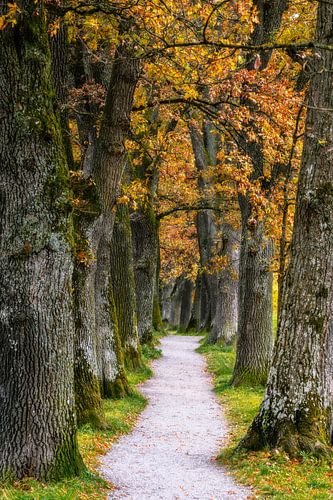 Herfstlandschap met een schaduwrijk steegje