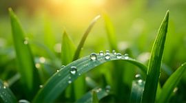 Ochtenddauwdruppels op groen gras van GabruPawPixels