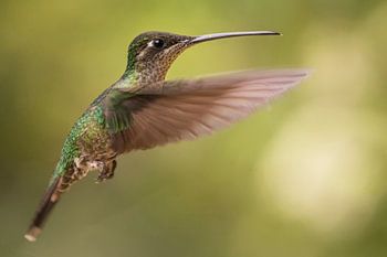 Der Kolibri von Rivoli