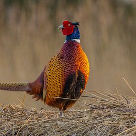 Pheasant by Jan-Willem Mantel