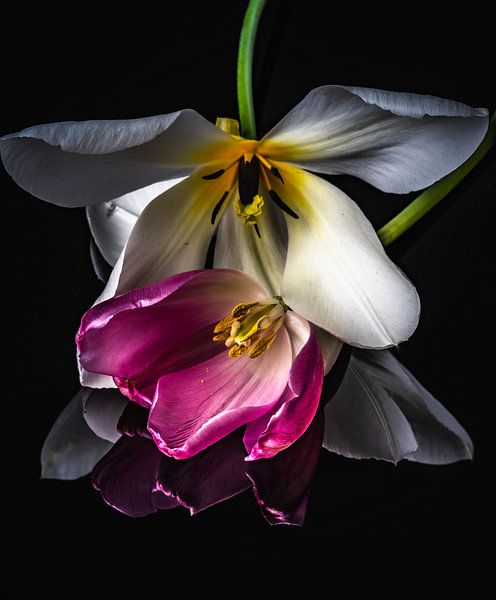 Tulips by Jolanda Bosselaar