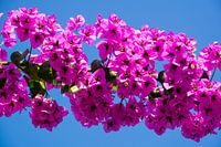 Fleurs en Turquie