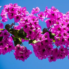 Bloemen in Turkije van Rob Bleijenberg