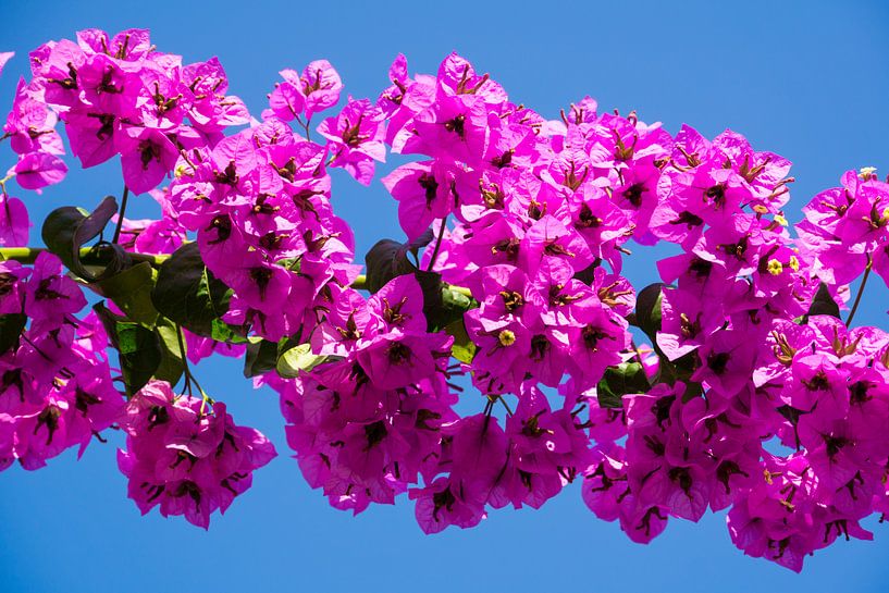 Bloemen in Turkije van Rob Bleijenberg