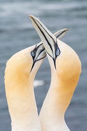 Wahre Liebe -Jan of Gannets von Caroline Pleysier
