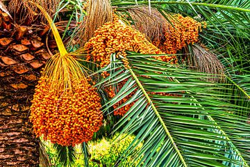 Mature date palm by Dieter Walther