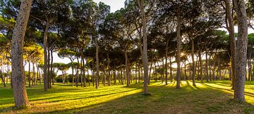 Dans le parc de la ville sur Denis Feiner