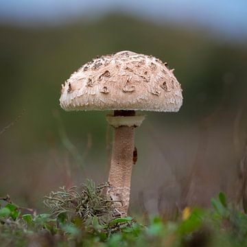 Champignons sur Eric Sweijen