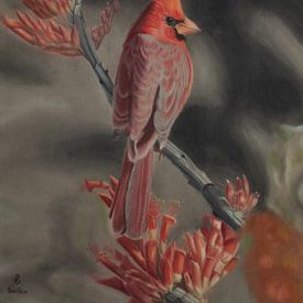 Cardinal rouge sur sabrina van lijsdonk