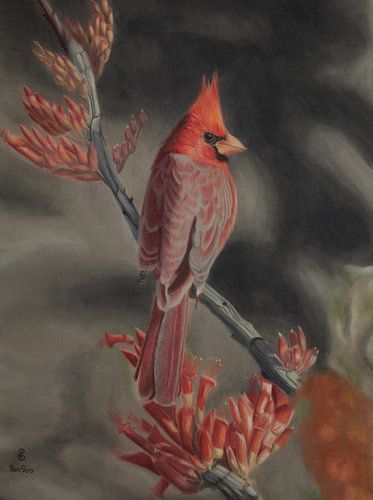 Red Cardinal