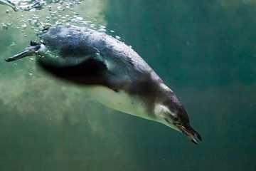 Een slimme pinguïn zwemt in turquoise water met veel bubbels, een Antarctische vogel in de zee.