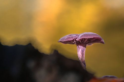 Amethyst mushroom also known as red cabbage mushroom