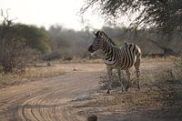 Zebra in Afrika