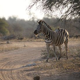 Zebra in Afrika von LiquesArt
