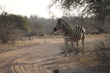 Zebra in Afrika van LiquesArt