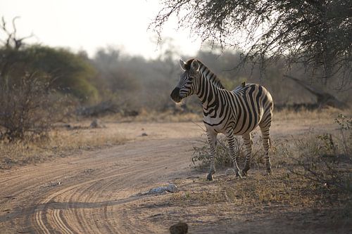 Zebra in Afrika