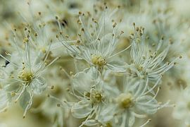 Moerasspirea