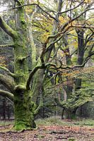 Alte bemooste Buchen