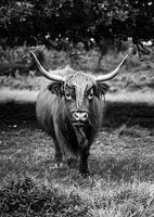Schottischer Highlander
