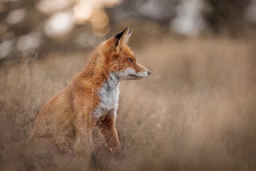 Une belle image naturelle de ce renard. sur mirka koot