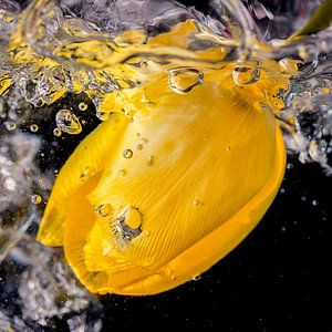 Gele tulp in sprankelend water