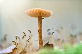 Photo macro d'un champignon délicat dans la mousse, aux couleurs douces et avec un arrière-plan en bokeh. sur Martin Köbsch